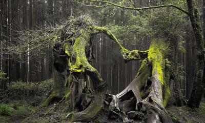 El misterioso bosque de Hoia Baciuc